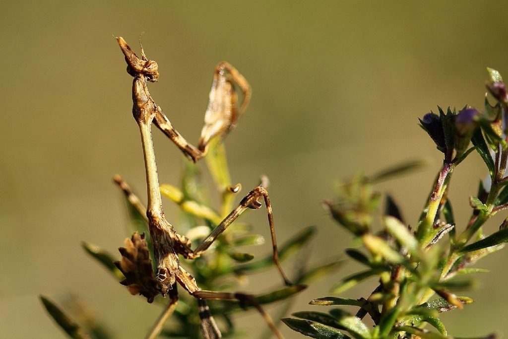 Giovane Empusa fasciata